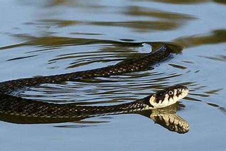 做梦梦见蛇在水里游
